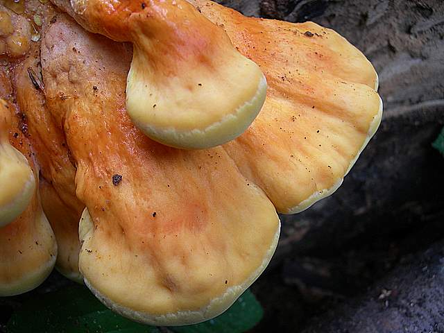 Caresta...penuria e tempi duri.....